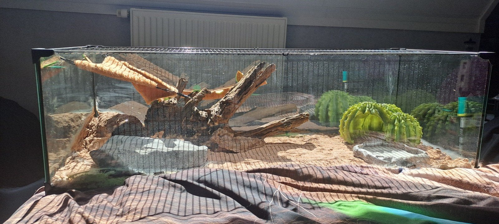 Terrarium, Tortue