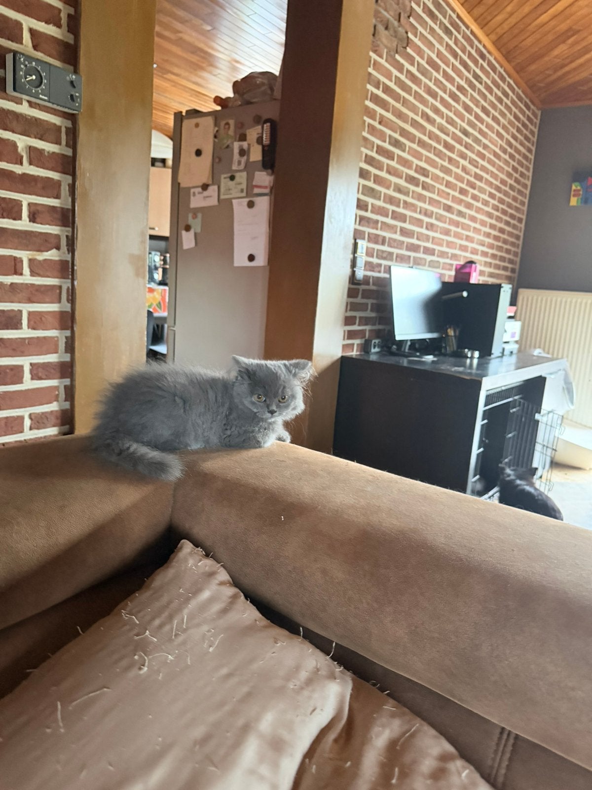 Brits langhaar, Chat, Avec puce électronique, 0 à 2 ans