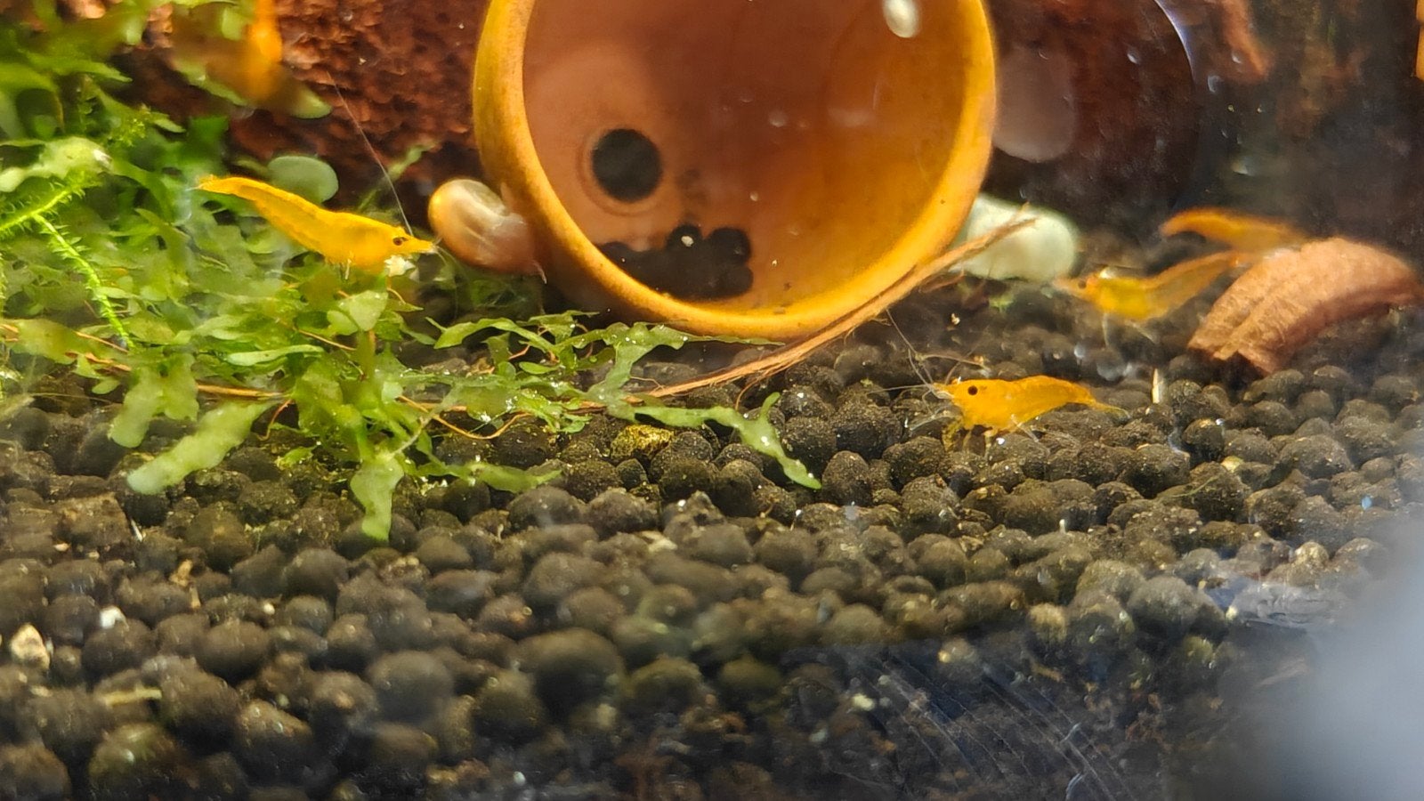 Orange Sakura - Oranje garnalen, Dieren en Toebehoren, Kreeft, Krab of Garnaal, Zoetwatervis