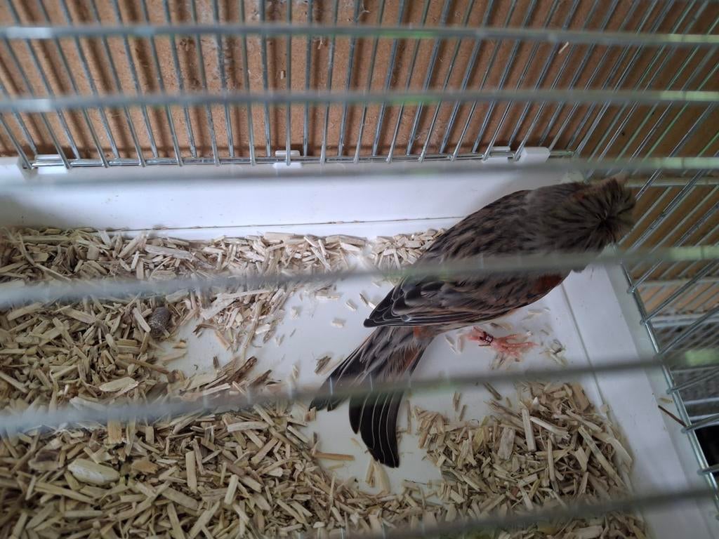 Mooie harlekijnpop te koop, Dieren en Toebehoren, Vrouwelijk, Kleurkanarie