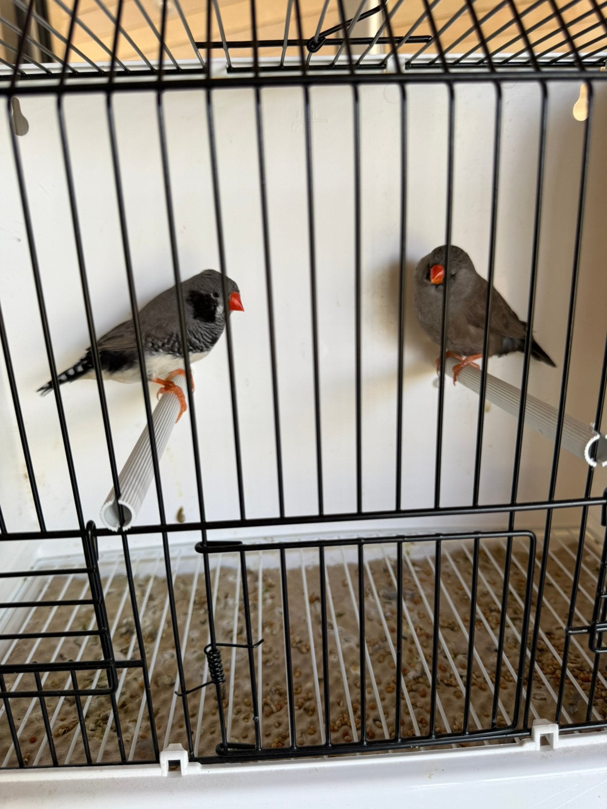 Koppel grijs split Charcoal zww x Charcoal grijs zebravinken, Geringd