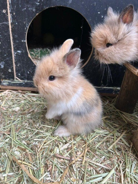 Dwergkonijntjes te koop, Leeuwenkopjes, 9 weken oud, Dieren en Toebehoren, Meerdere dieren, Dwerg, 0 tot 2 jaar
