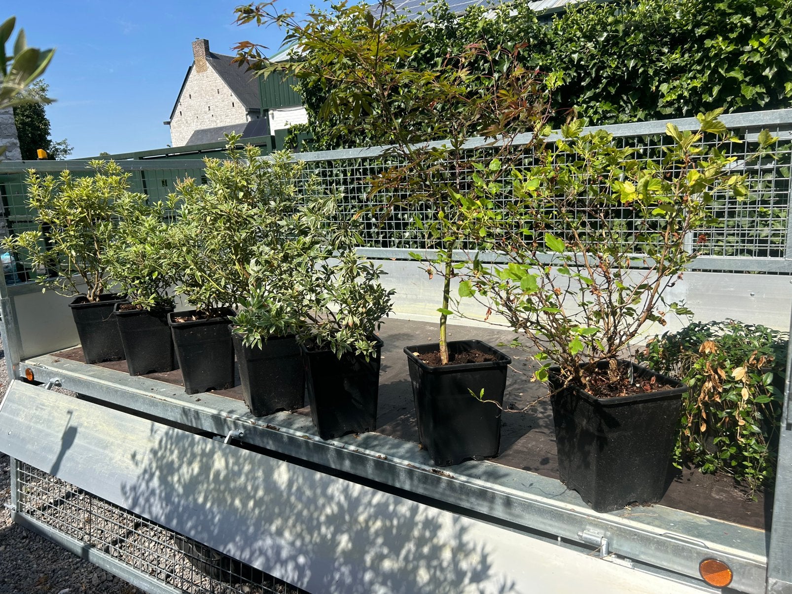 Plante à vendre suite a une réorganisation de mon jardin, Enlèvement, Autres espèces, Arbuste