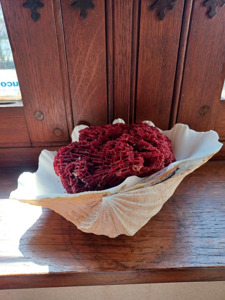 Schelpen, koralen en fossielen vanaf 30 euro/stuk, Ophalen, Schelp(en)