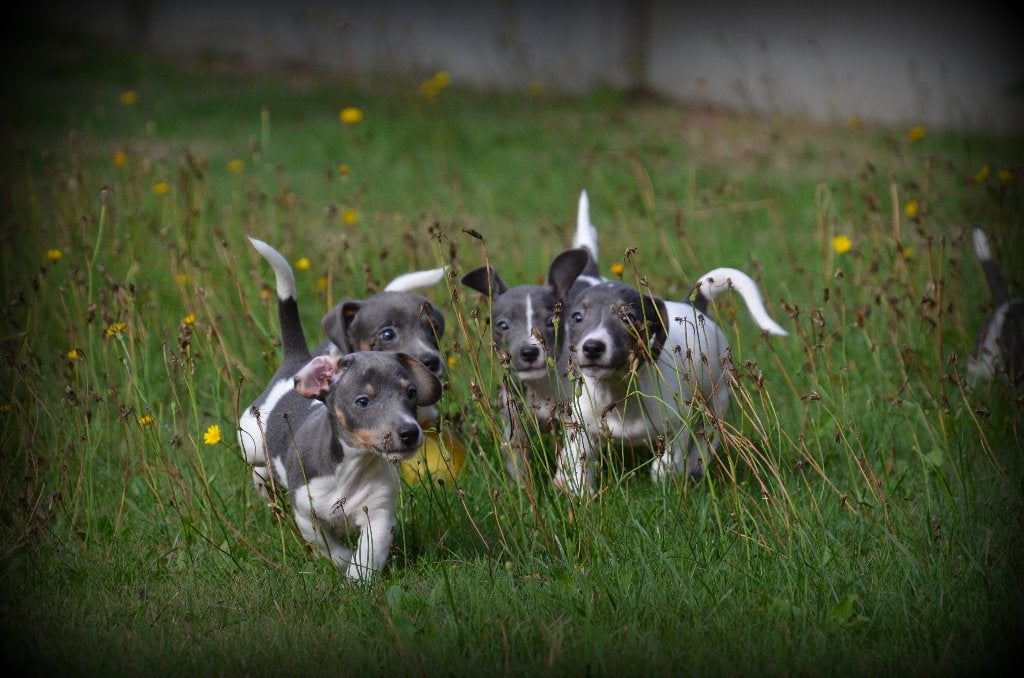 Jack Russell pups blauw, Dieren en Toebehoren, België, Jack Russell Terriër, CDV (hondenziekte), 8 tot 15 weken