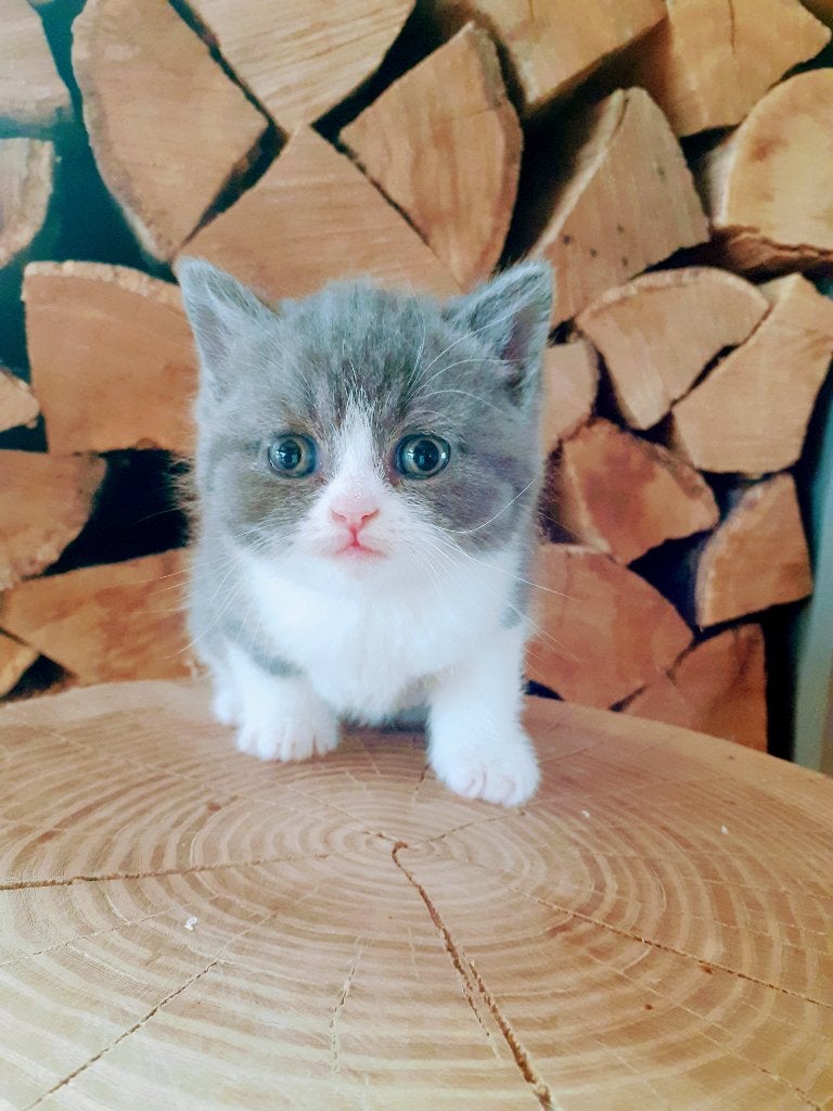 Brits korthaar kittens, Kater, Gechipt, 0 tot 2 jaar