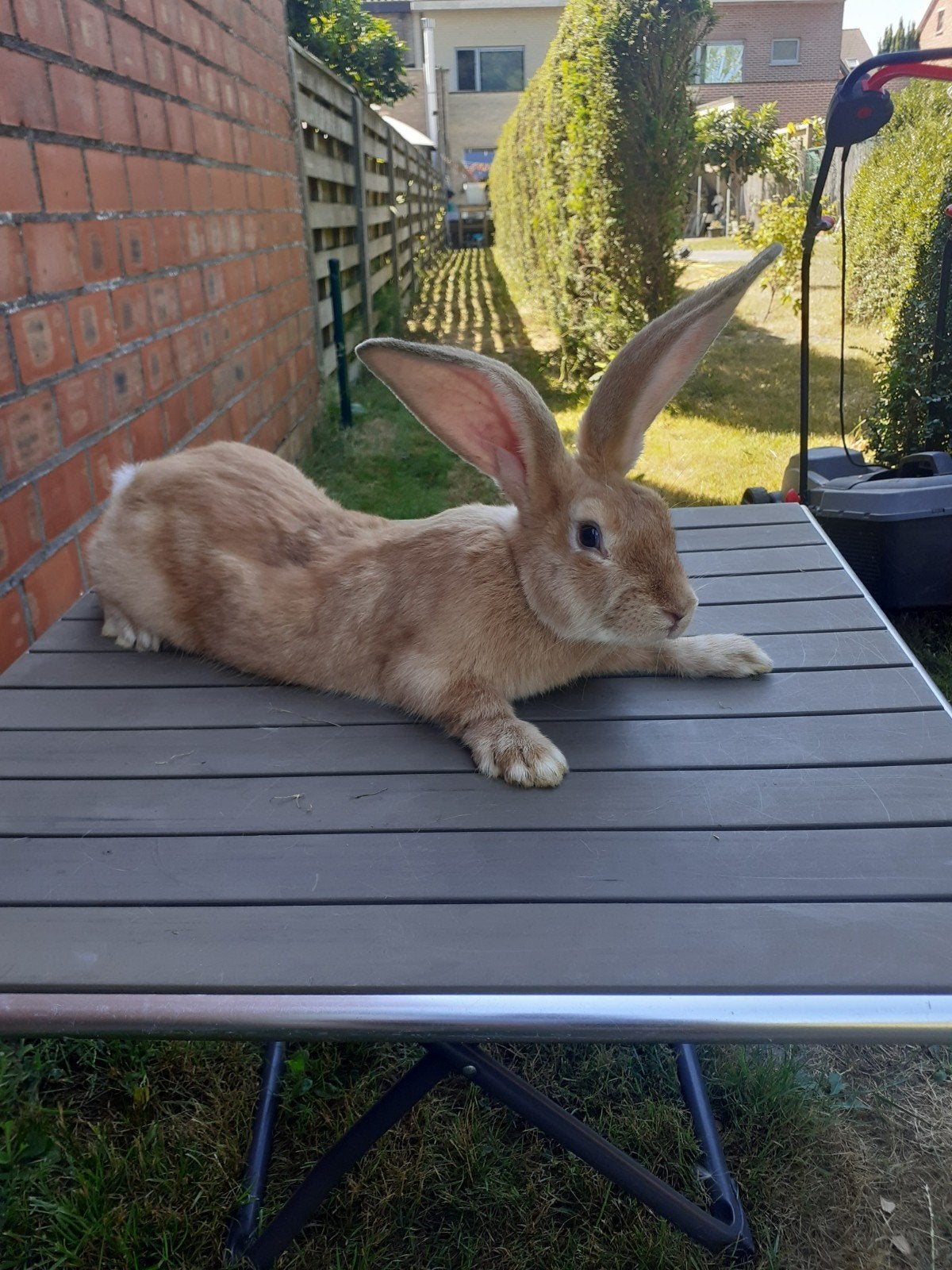 duites reus Ram 4,5 maand oud is Groot ras, Dieren en Toebehoren, Konijnen, Groot