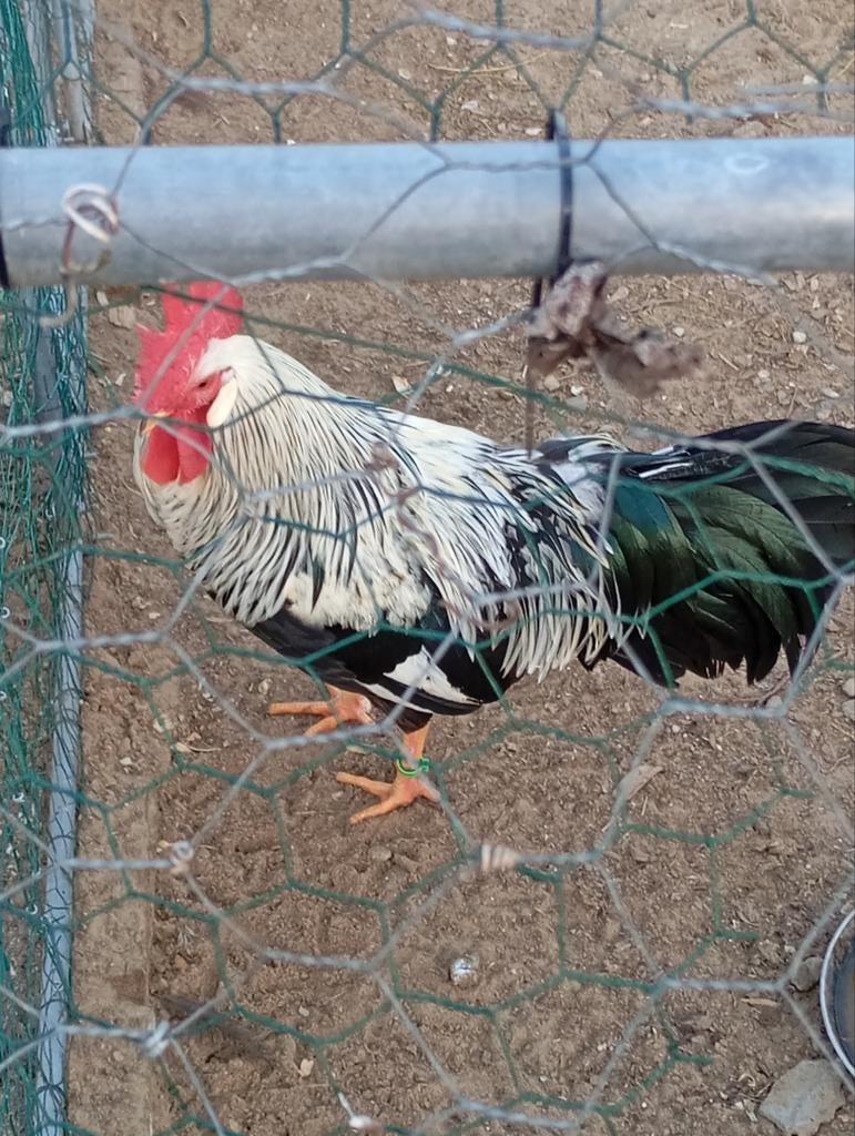 Œufs à incuber : leghorn, perdrix argentée