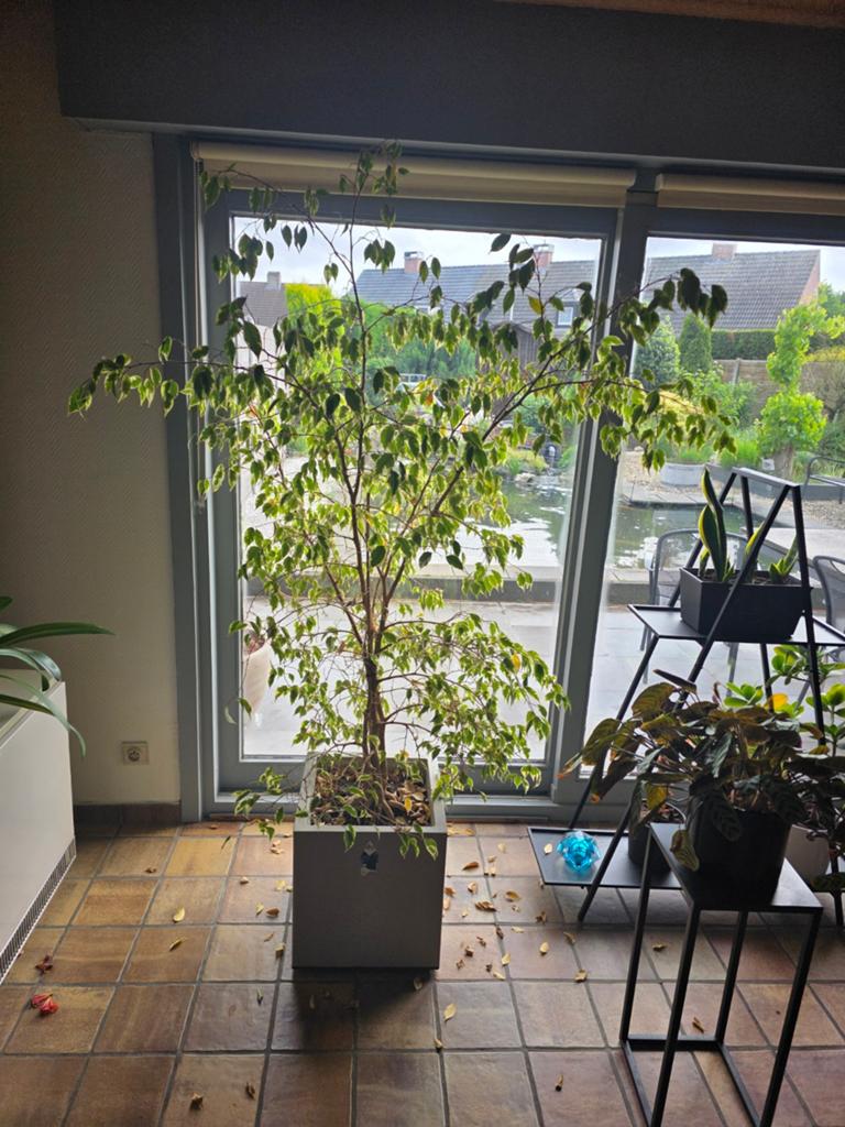 Grote ficus met pot, Huis en Inrichting, Kamerplanten, Ophalen, Ficus