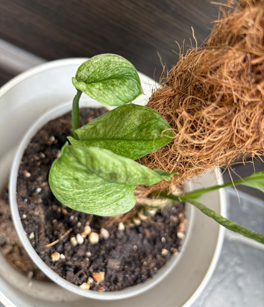 Monstera Adansonii mint, Enlèvement ou Envoi
