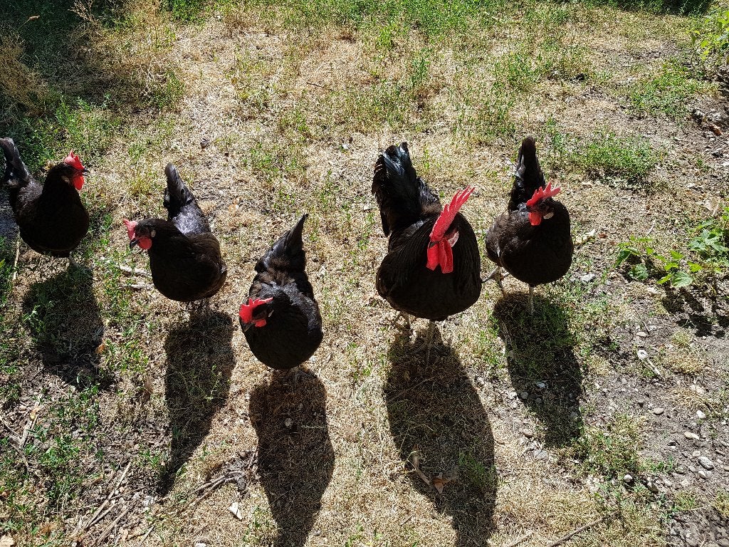 Te koop 4 mooie Poule de Barbezieux hennen, Vrouwelijk, Kip