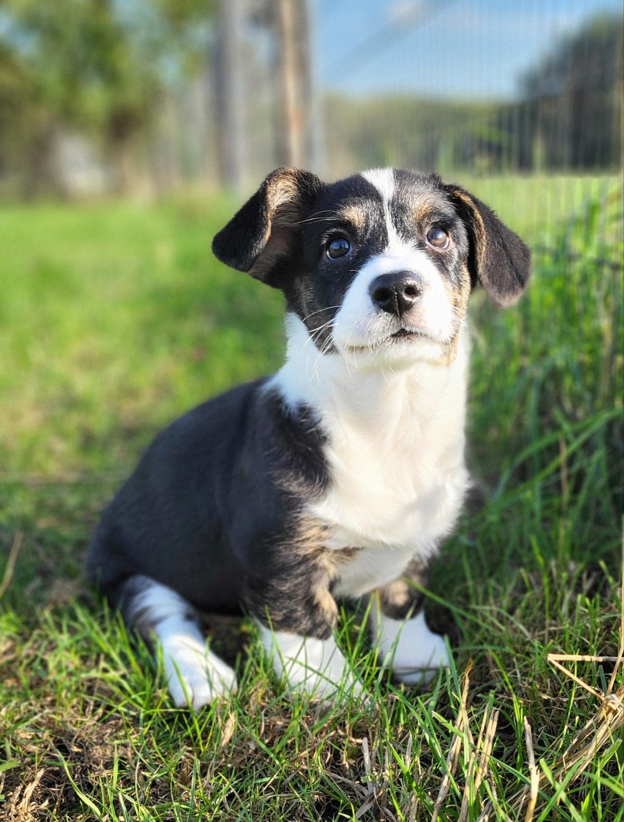 Welsh Corgi Cardigan pups / Corgi pups, Dieren en Toebehoren, België, Overige rassen, CDV (hondenziekte), 8 tot 15 weken