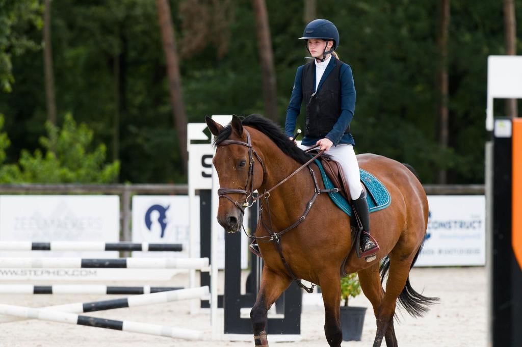 13 jarige allrounder, Animaux & Accessoires, Chevaux