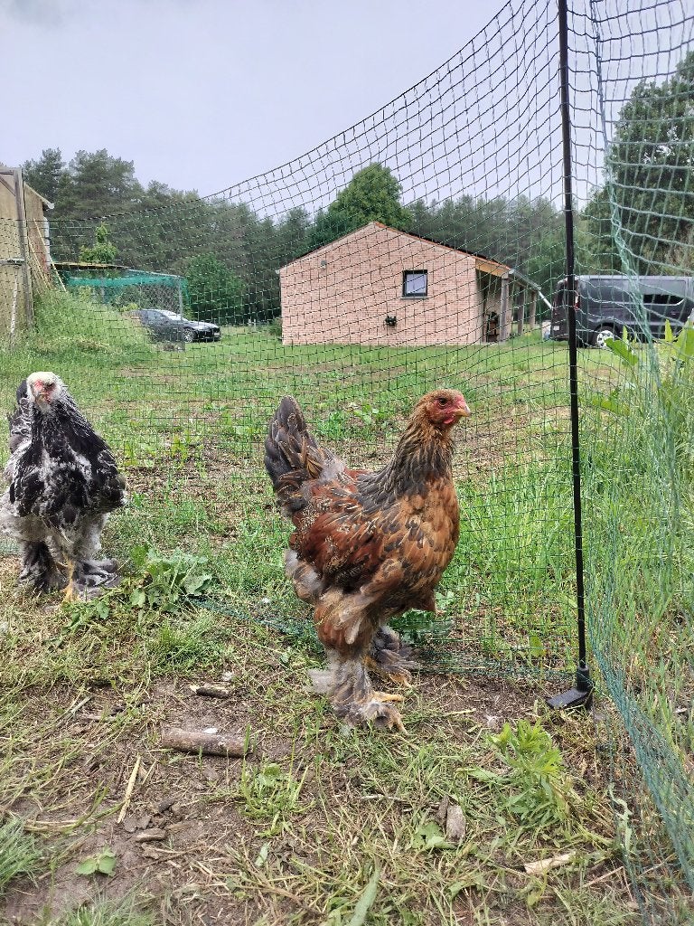 Brahma haan, Dieren en Toebehoren, Pluimvee