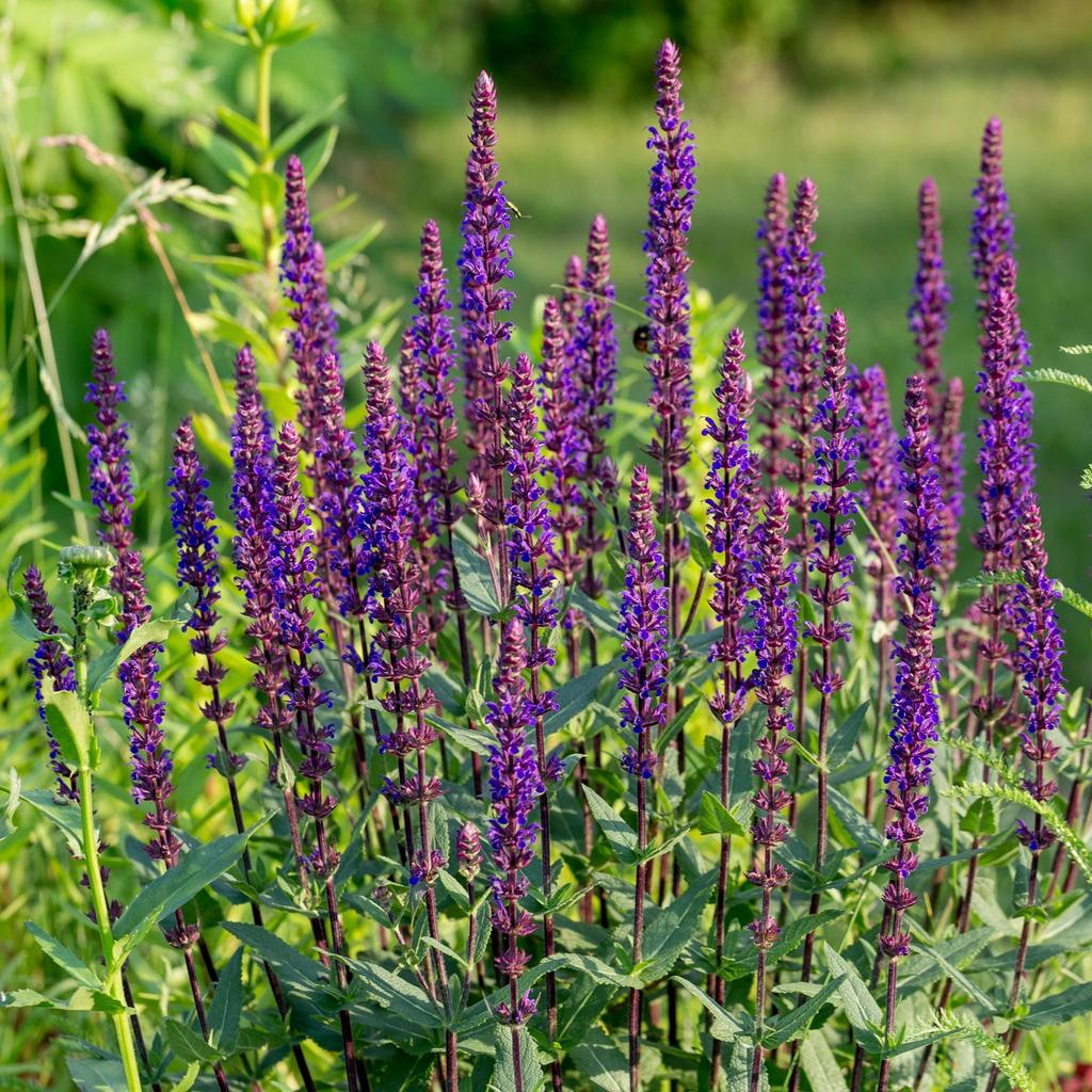 Salvia caradonna, Ophalen, Vaste plant