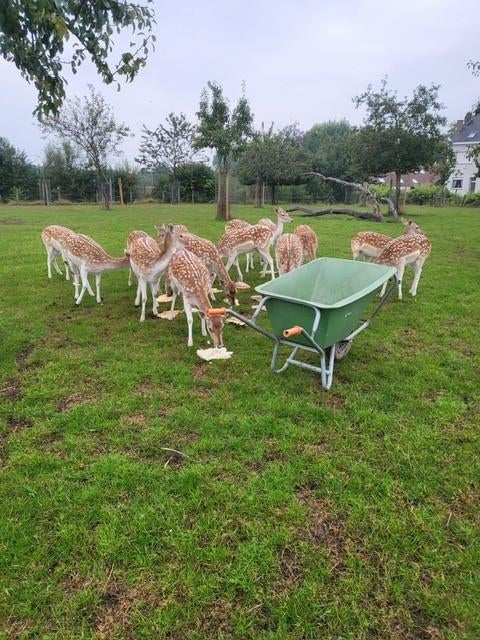 Damherten te koop, thuislevering mogelijk., Juni, Meerdere dieren