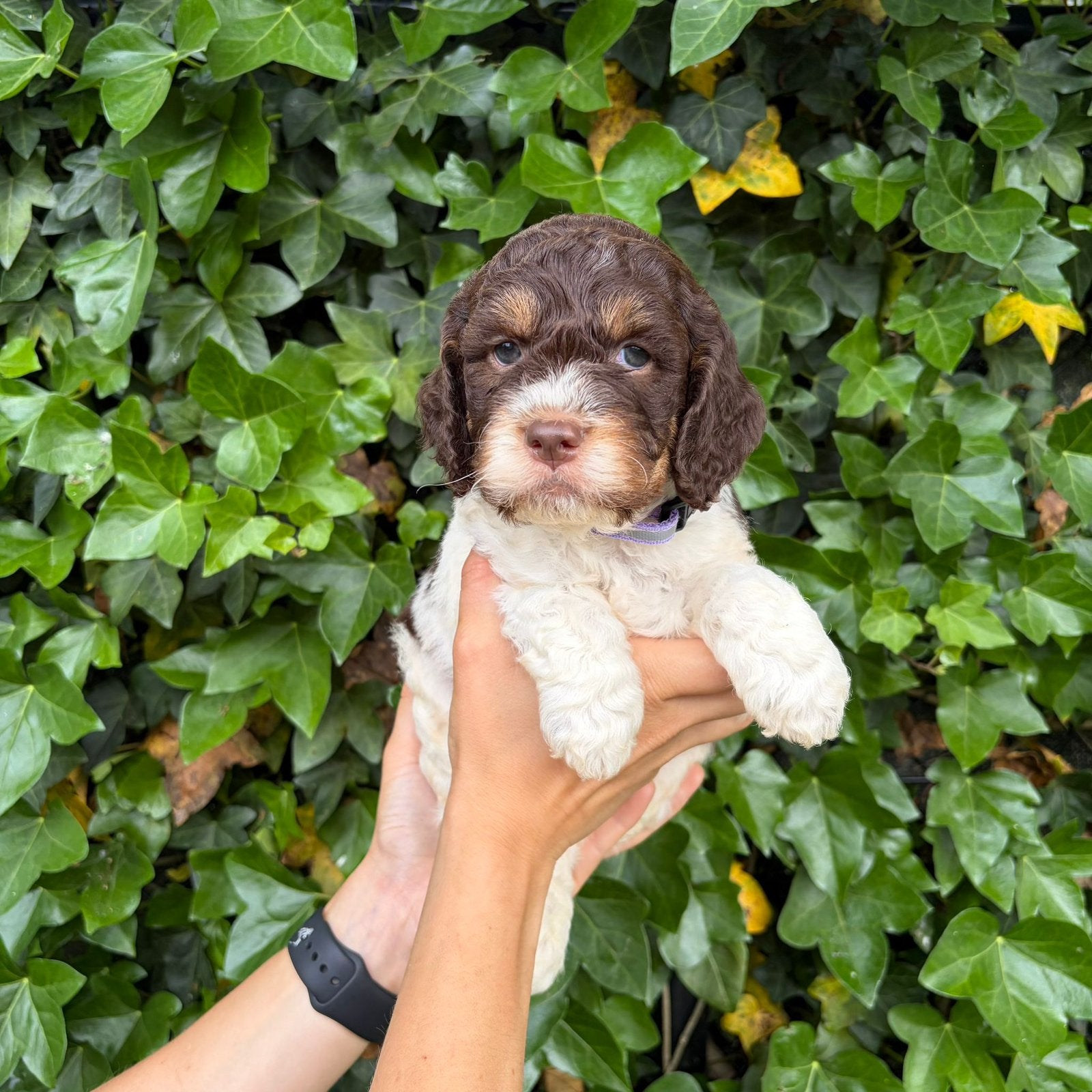 Lagotto Romagnolo - chiots chiens d'eau italiens, Autres races, Plusieurs, Belgique, Plusieurs animaux