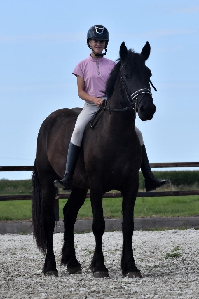 ## GEWELDIGE, vriendelijke en mega brave zwarte Merrie ##, Jument, 160 à 165 cm, Avec pedigree, 3 à 6 ans