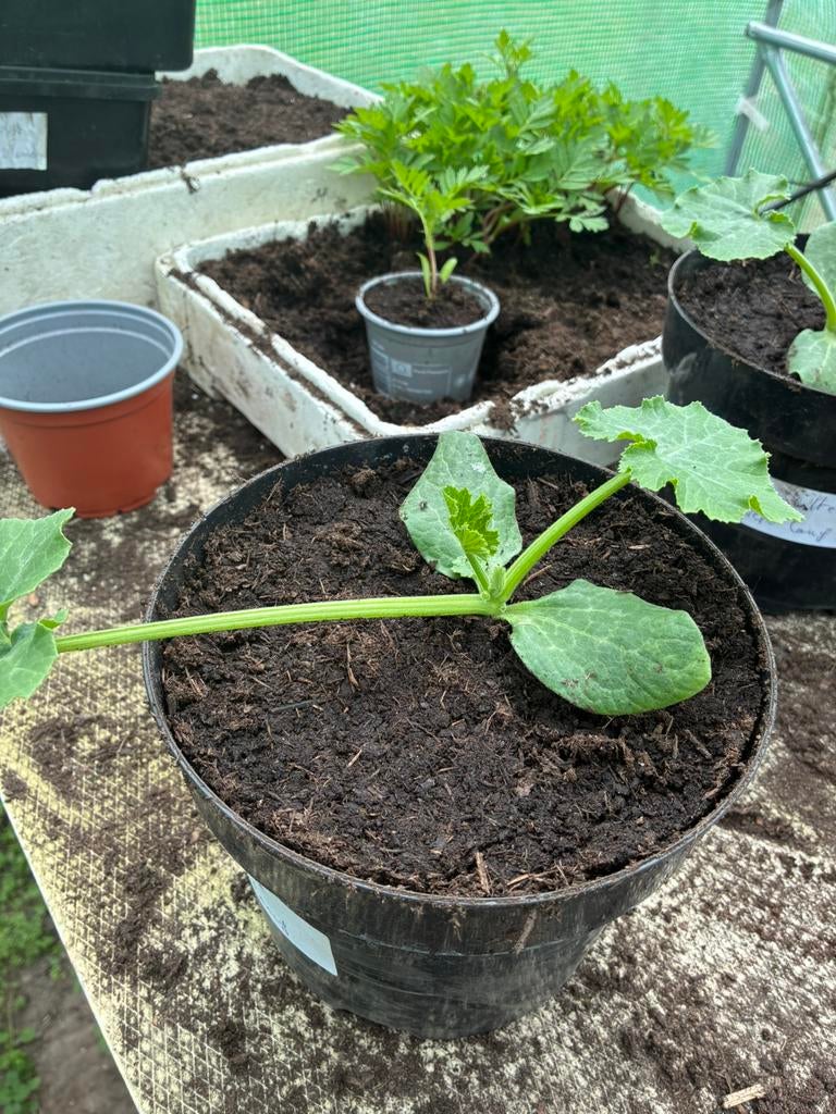 Courgette planten paprika kersttomaat sweetie mis tomaat, Tuin en Terras, Ophalen