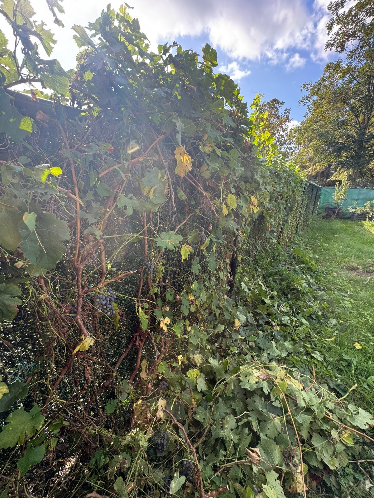 Jardín, Enlèvement ou Envoi, Neuf