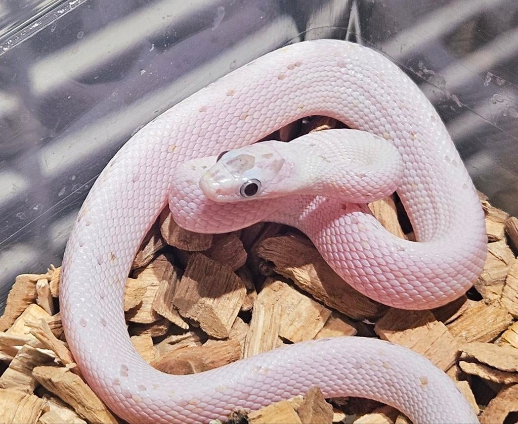 Korenslangen, Dieren en Toebehoren, Reptielen en Amfibieën