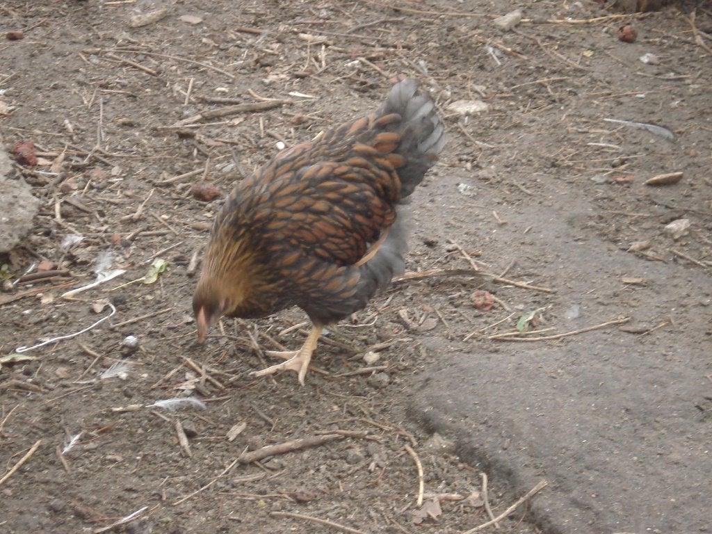 wyandotte hen (gezoomd), Femelle, Poule ou poulet