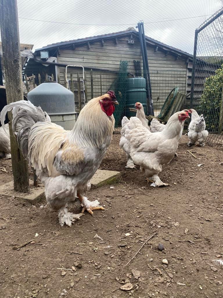 Broedeieren Brahma