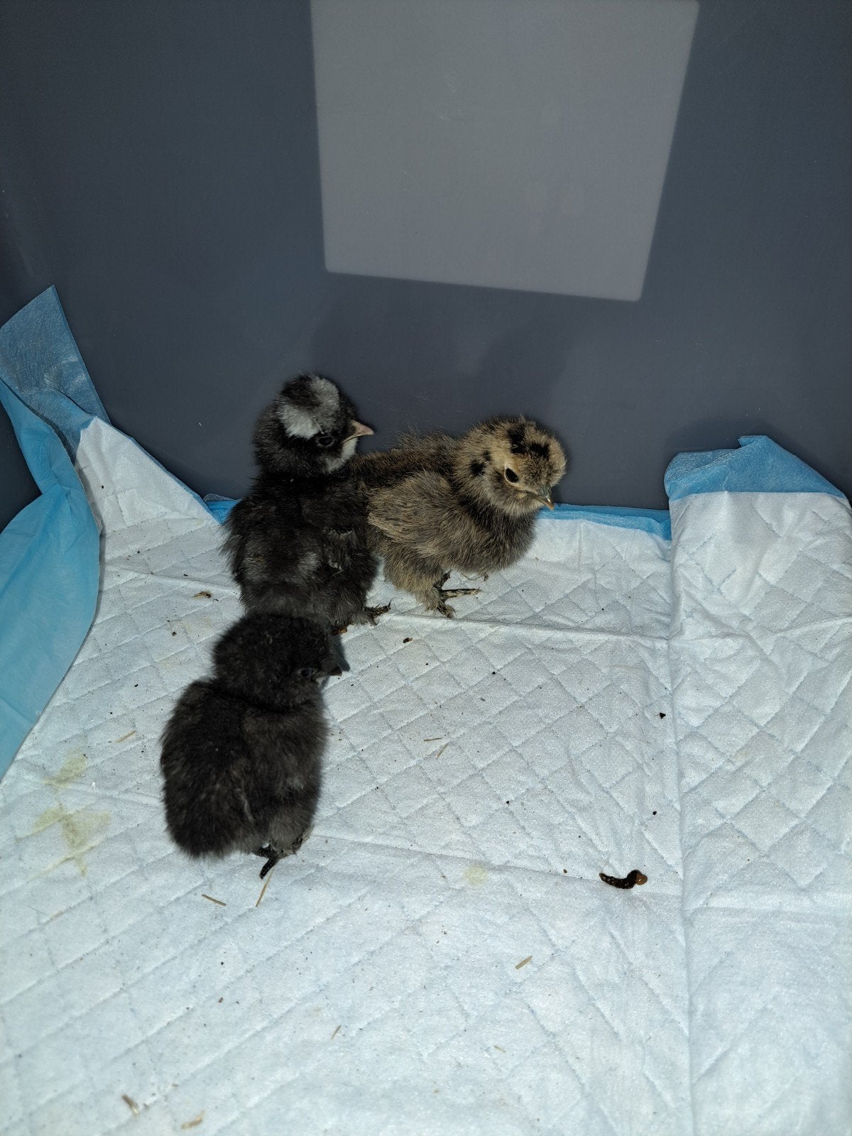 Kuikens Zijdehoen en Araucana