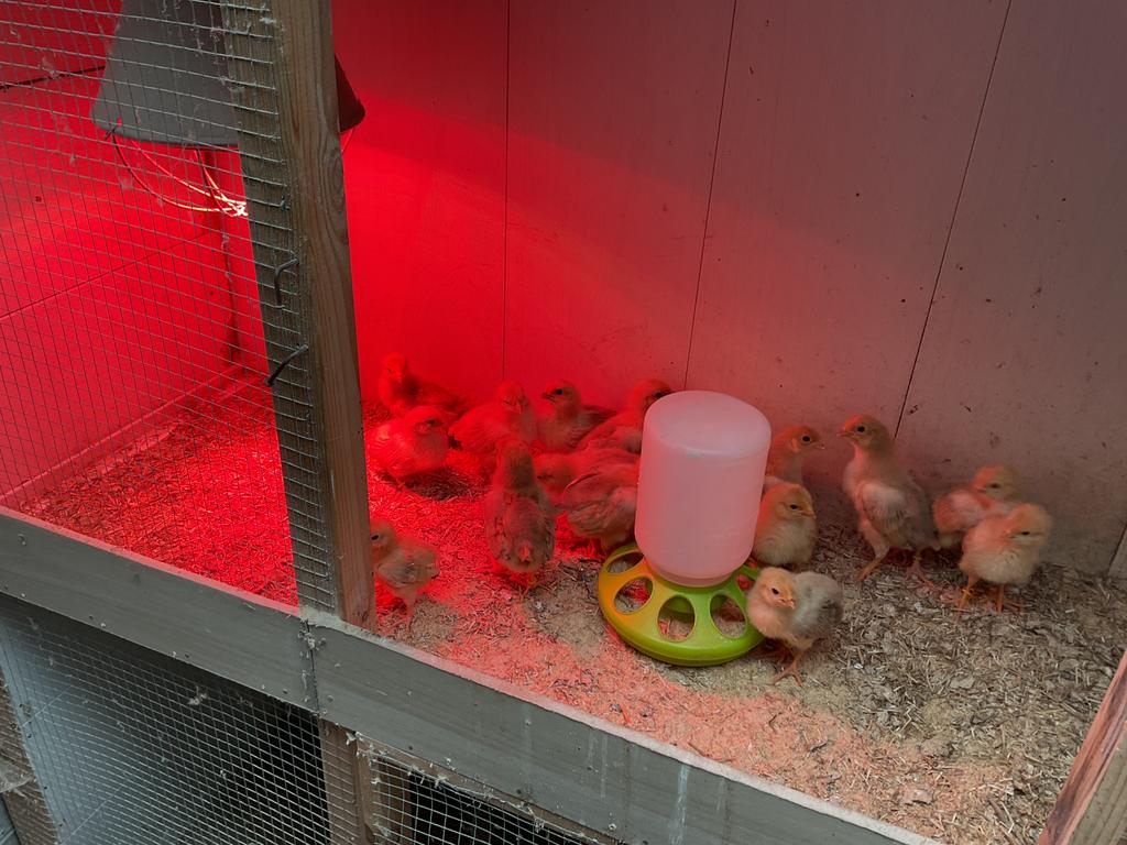 Kuikens, vale van haspengouw., Dieren en Toebehoren, Pluimvee