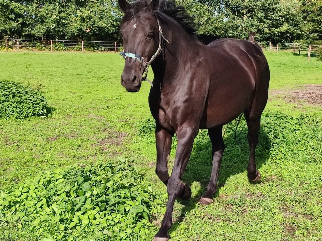 Chique fokmerrie springen: chacco Boy x Jumbo-Jet, Dieren en Toebehoren, Merrie, Springpaard, Met stamboom, Niet van toepassing