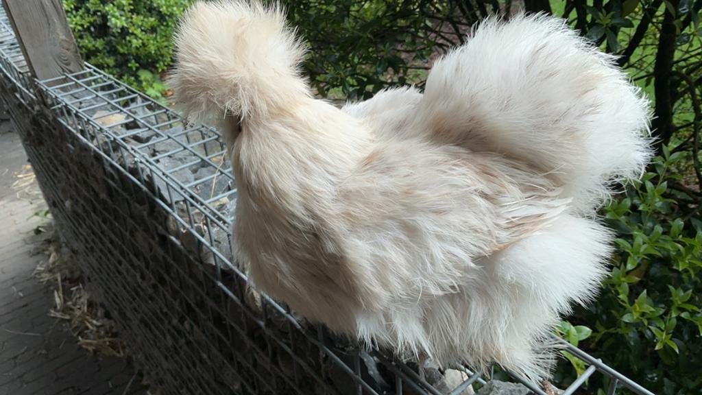 Usa zijdehoen hennen, Femelle, Poule ou poulet