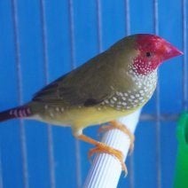 Binsenastrilde, Meerdere dieren, Tropenvogel