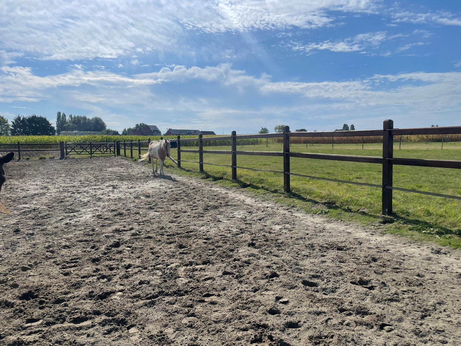 Paarden stalling met weide, Stalling, 2 of 3 paarden of pony's