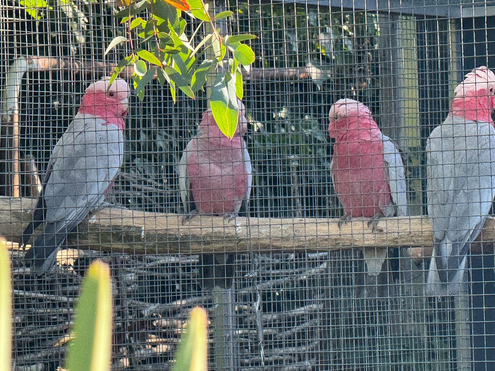 Roze kaletoe