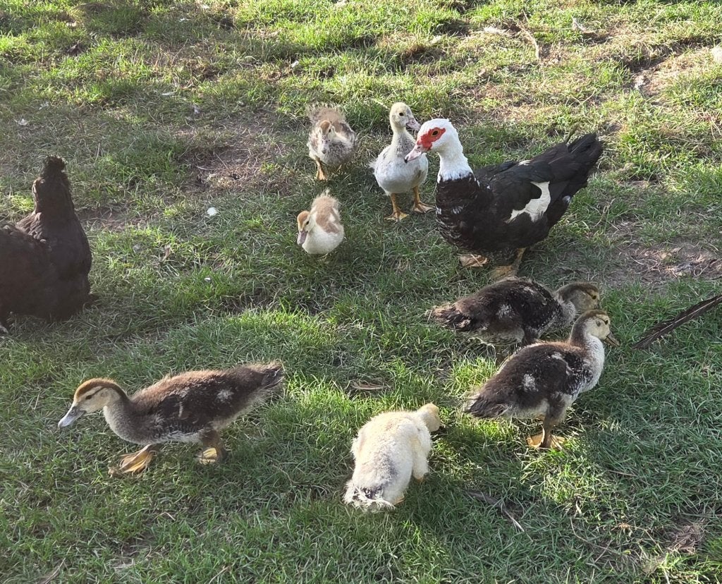 Jonge barbarie eenden, Dieren en Toebehoren, Meerdere dieren, Eend
