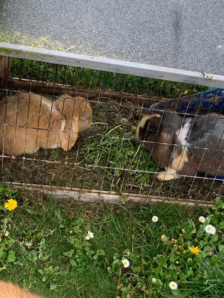Twee lieve konijnen, Dieren en Toebehoren, Ophalen of Verzenden, Hok