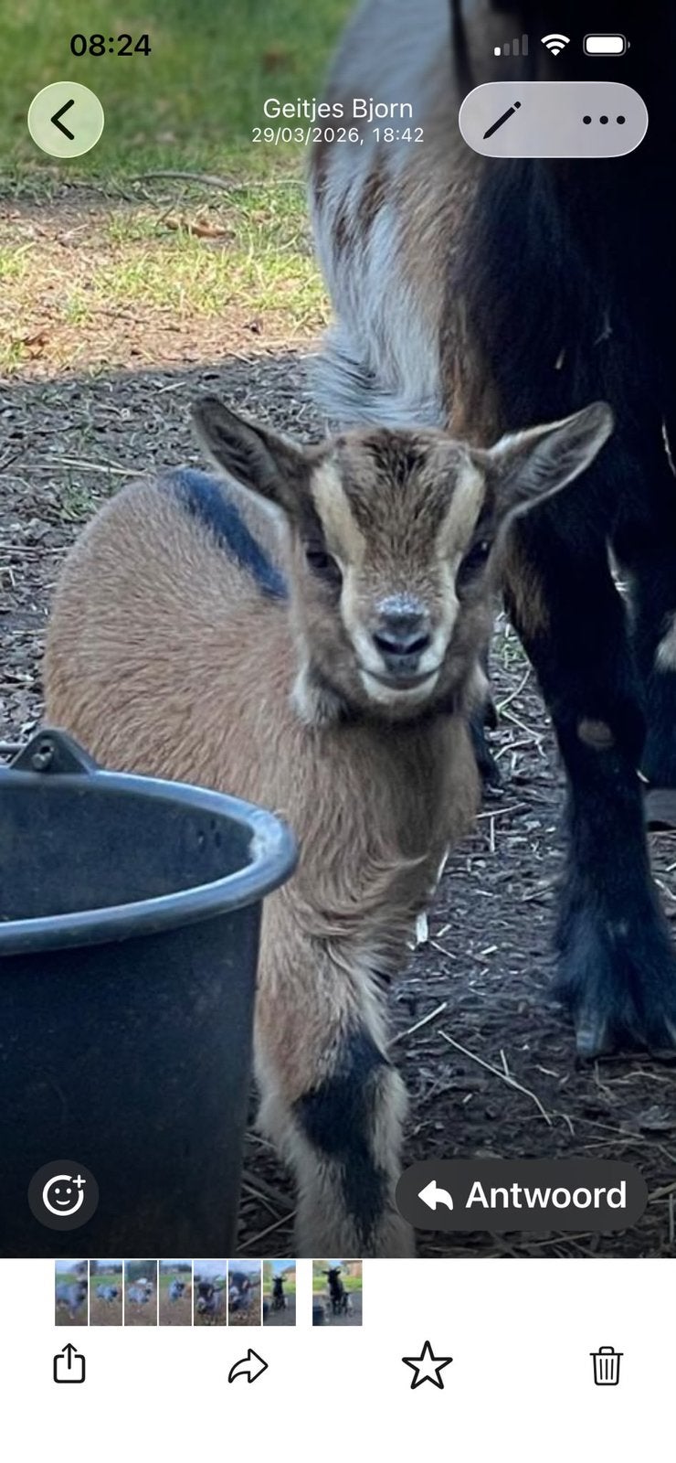Dwerggeitje te koop, Dieren en Toebehoren, Overige Dieren, Vrouwelijk, Januari