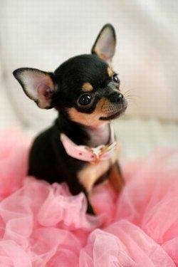 Chihuahua mini pups mooi raszuiver zeer mooi kleintjes, België, Fokker | Hobbymatig, 8 tot 15 weken, Parvo