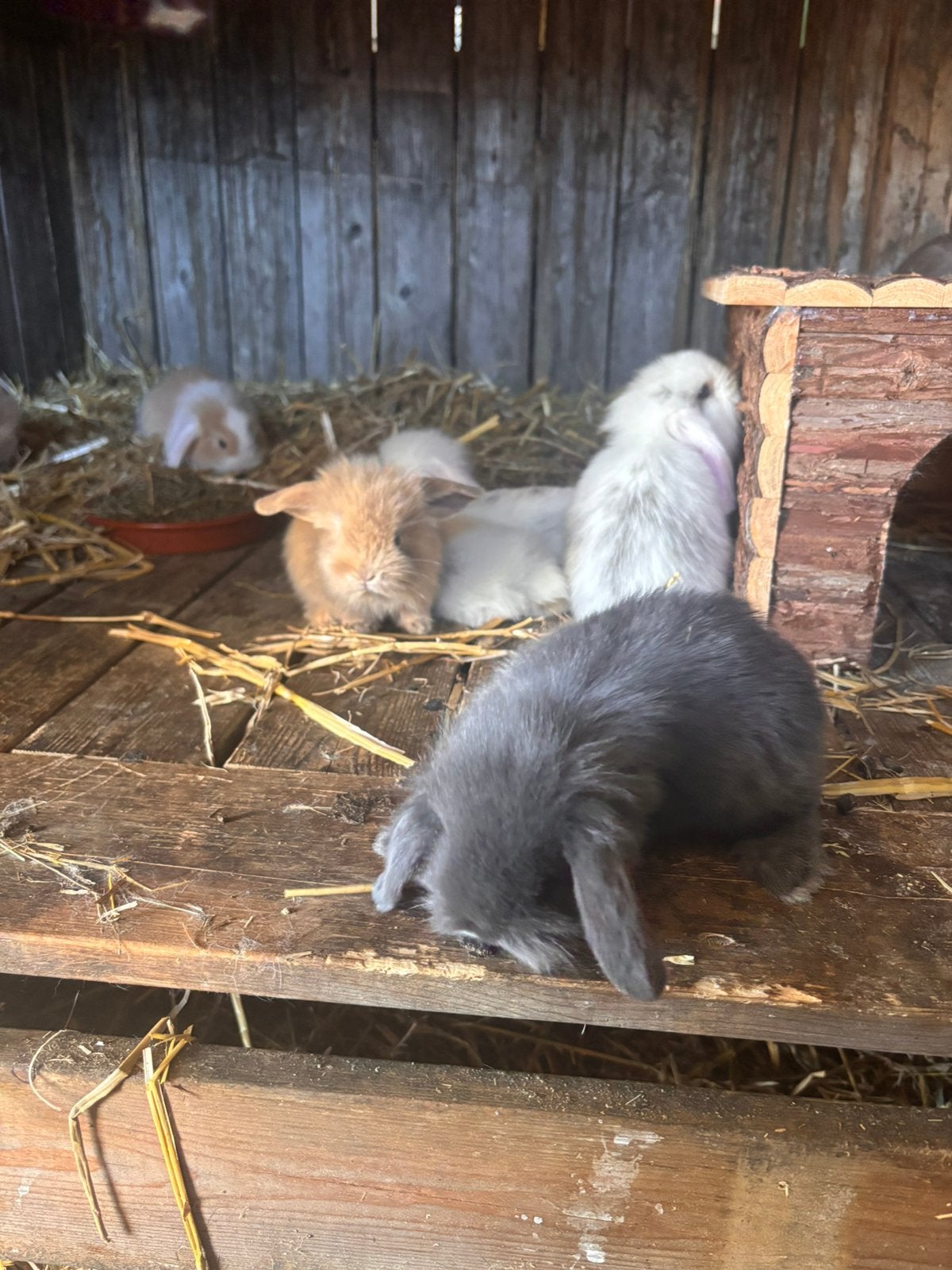 Hangoortjes, Plusieurs animaux, Nain, Oreilles tombantes, 0 à 2 ans