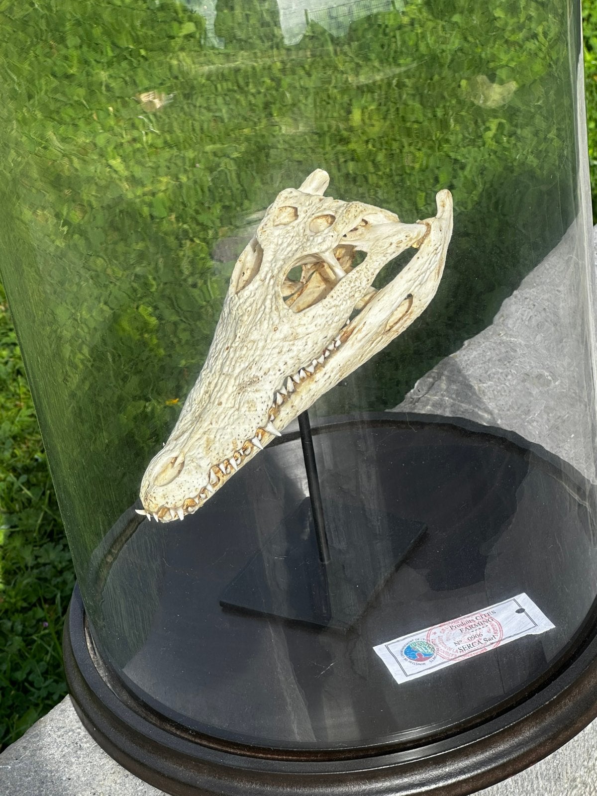 Krokodil schedel kompleet in grote stolp met cites, Ophalen