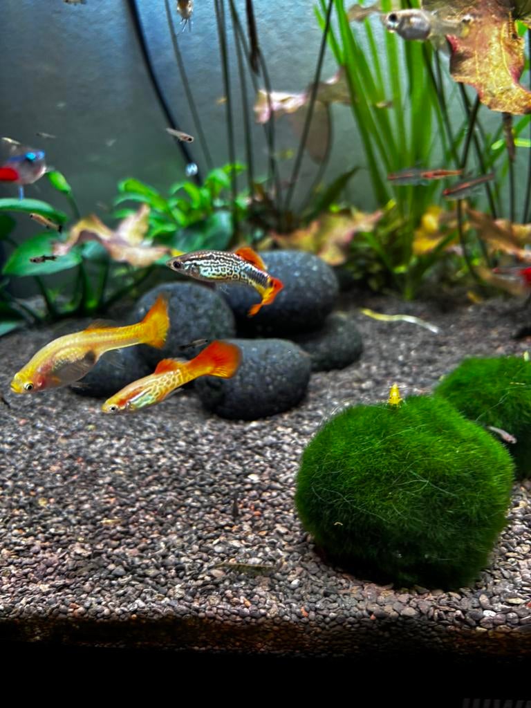 Guppy’s, Dieren en Toebehoren, Vis, Zoetwatervis, Schoolvis