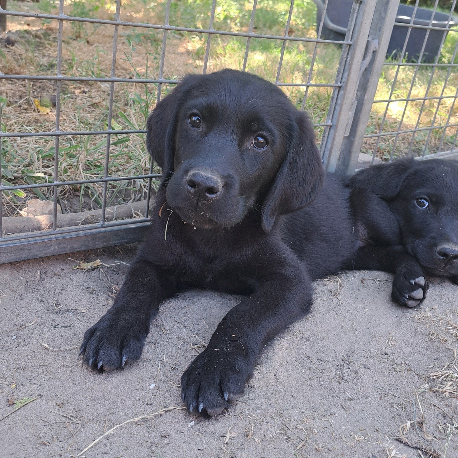 Lieve retriever pups op boerderij ouders getest, Dieren en Toebehoren, Parvo, België, Overige rassen, 8 tot 15 weken