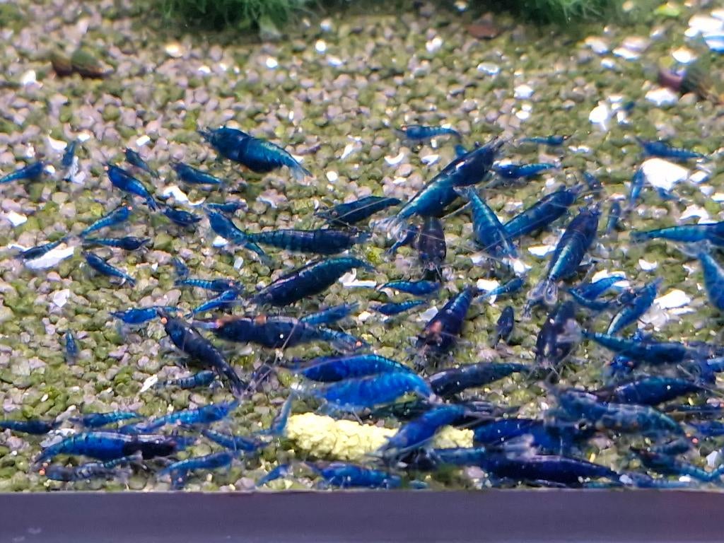 Neocaridina Blue Dream - Blauwe Garnalen, Homard, Crabe ou Crevette, Poisson d'eau douce