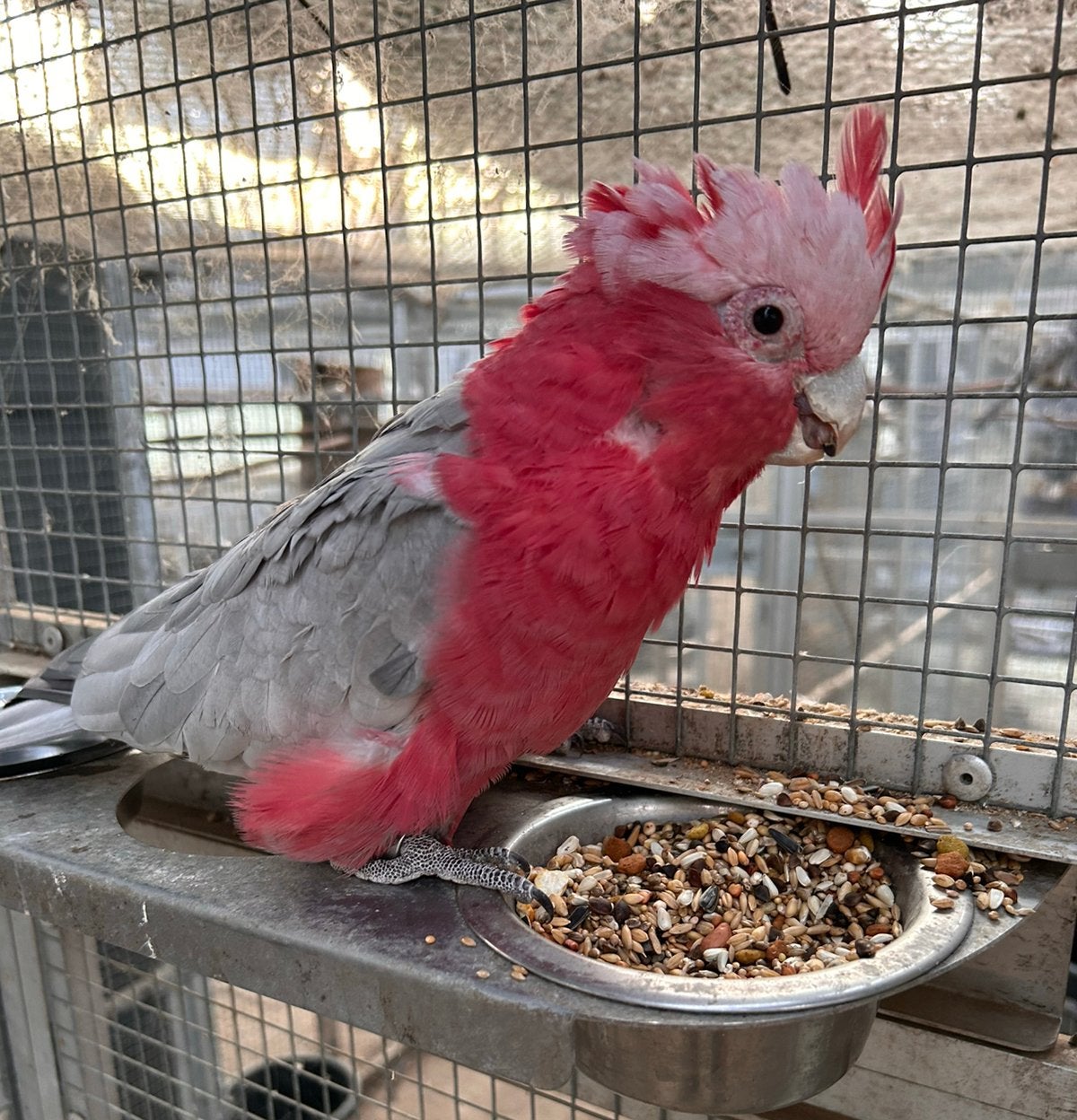 Koppel rose kaketoes, Plusieurs animaux, Perroquet, Bagué