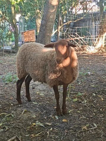 Ardense voskop ooi te koop, Animaux & Accessoires, Moutons, Chèvres & Cochons, Femelle, Mouton, 0 à 2 ans