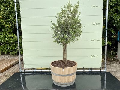 Olijfboom - in half wijnvat - stamomvang 20-40 cm, Jardin & Terrasse, Plantes | Arbres