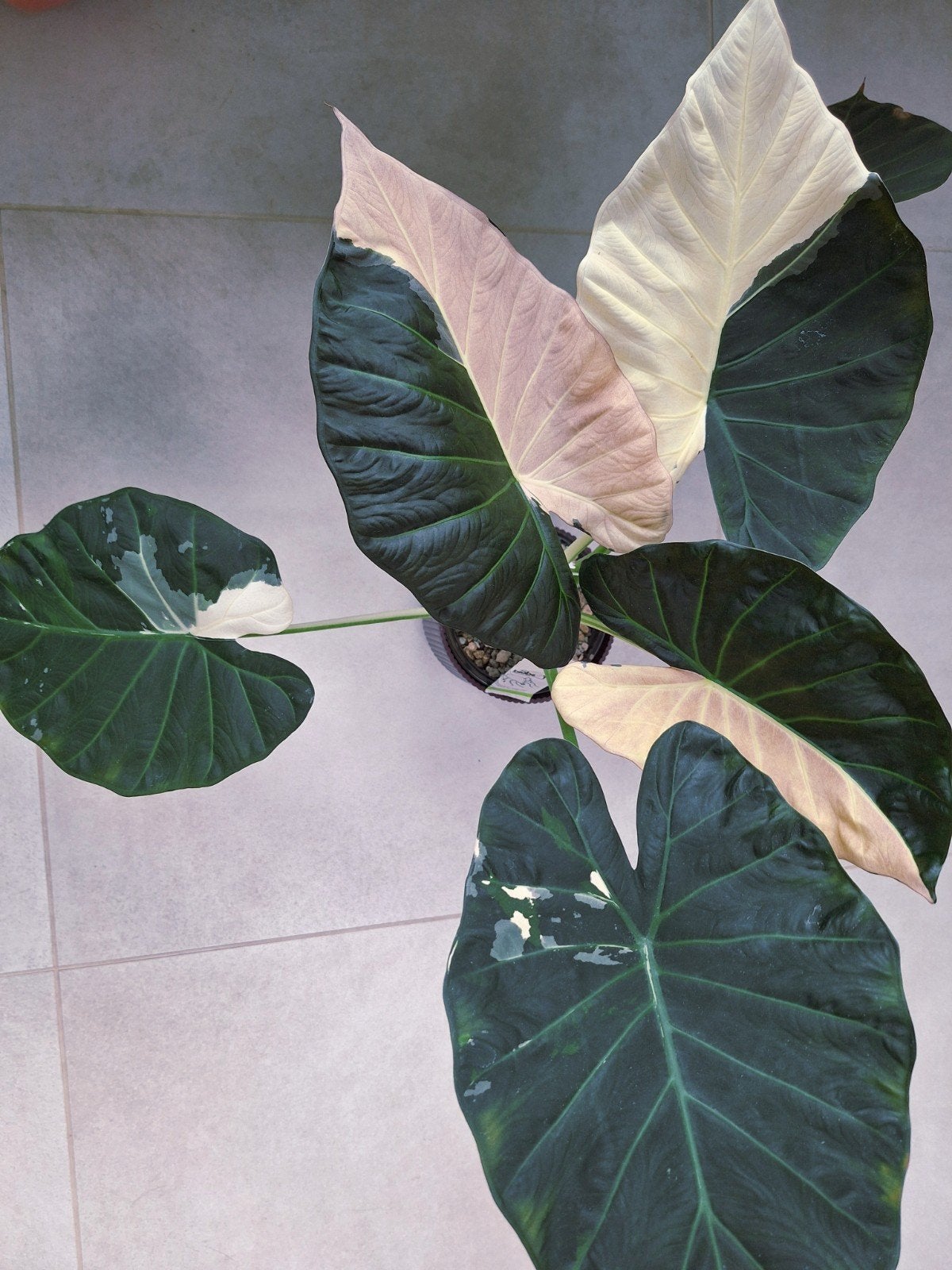 Alocasia Regal Shields Albo/Pink knollen, Ophalen of Verzenden, Overige soorten