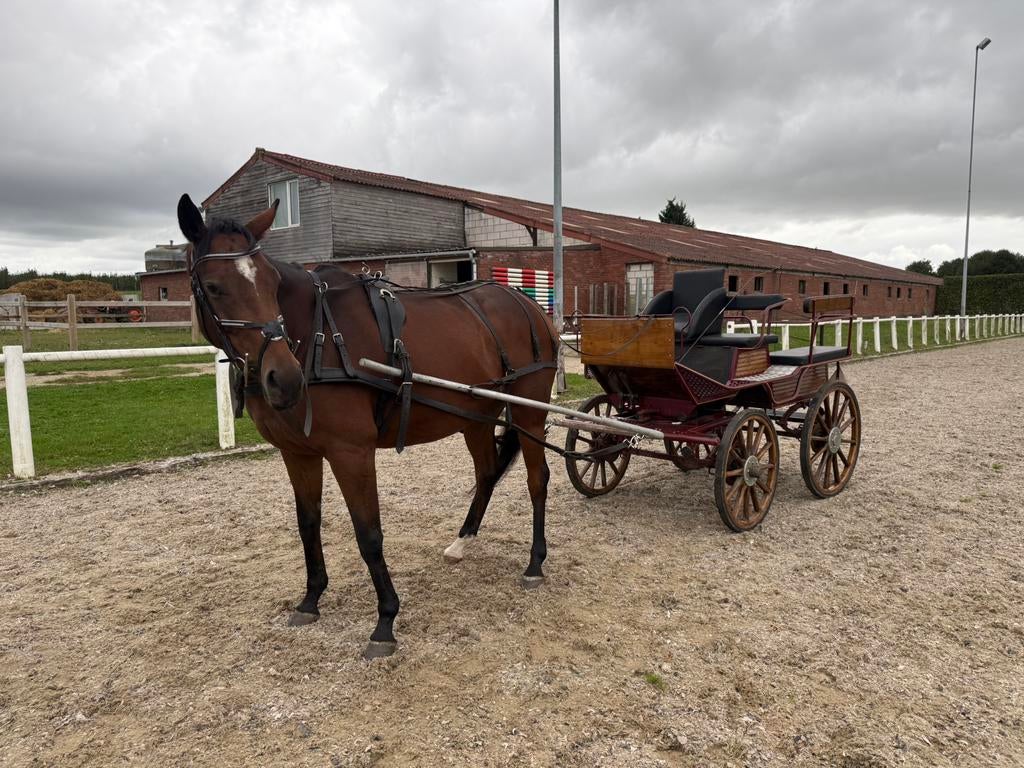 Mooie 4 persoons koets, Utilisé, Wagonette, Cheval