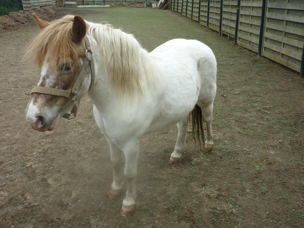 shetland merrie, Vermifugé, Moins de 160 cm, Non dressé, Cheval de récréation