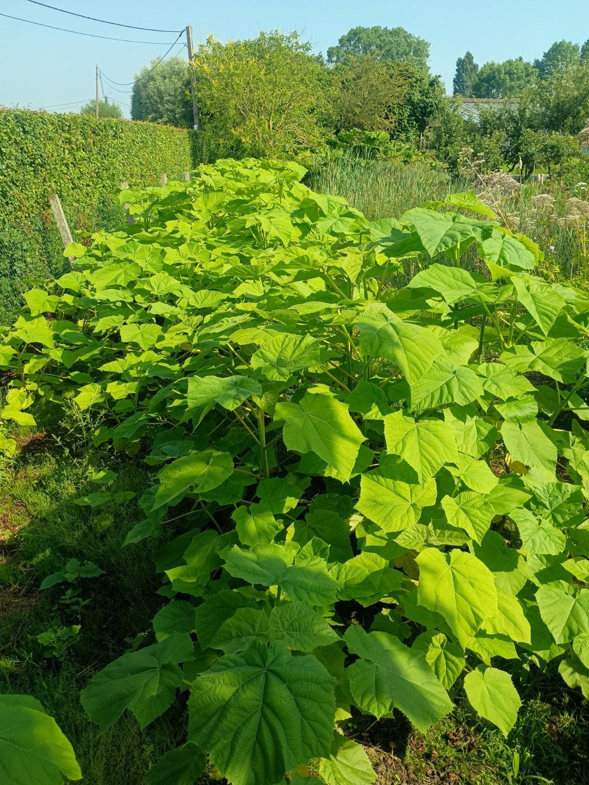 Bomen:  paulownia tomentosa, Ophalen